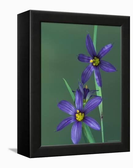 Blue Eyed Grass, Clarkston, Michigan, USA-Claudia Adams-Framed Premier Image Canvas