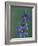 Blue Eyed Grass, Clarkston, Michigan, USA-Claudia Adams-Framed Photographic Print