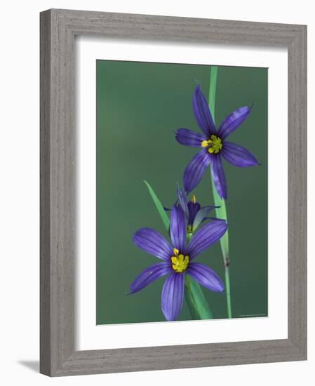 Blue Eyed Grass, Clarkston, Michigan, USA-Claudia Adams-Framed Photographic Print