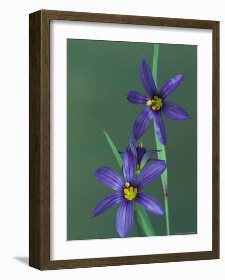 Blue Eyed Grass, Clarkston, Michigan, USA-Claudia Adams-Framed Photographic Print