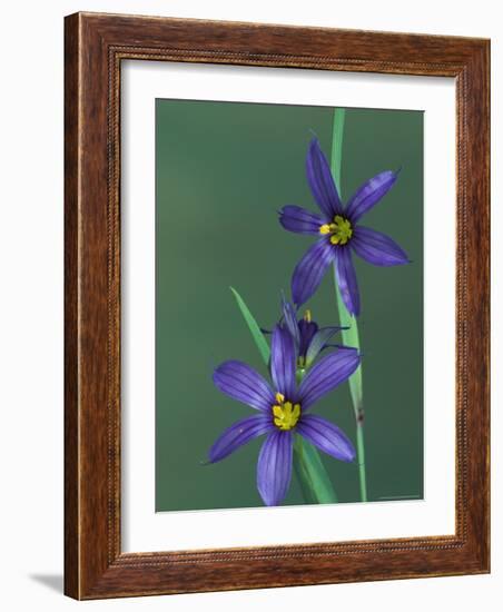 Blue Eyed Grass, Clarkston, Michigan, USA-Claudia Adams-Framed Photographic Print