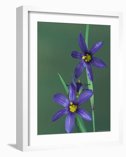 Blue Eyed Grass, Clarkston, Michigan, USA-Claudia Adams-Framed Photographic Print