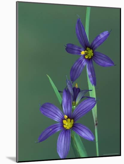 Blue Eyed Grass, Clarkston, Michigan, USA-Claudia Adams-Mounted Photographic Print