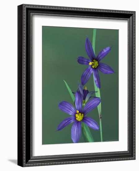 Blue Eyed Grass, Clarkston, Michigan, USA-Claudia Adams-Framed Photographic Print