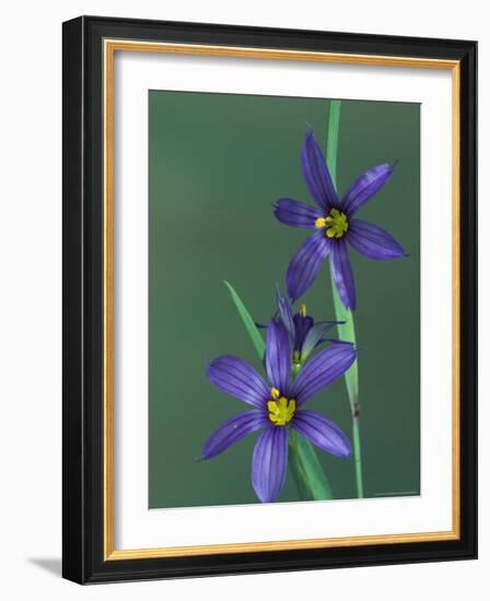 Blue Eyed Grass, Clarkston, Michigan, USA-Claudia Adams-Framed Photographic Print