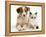 Blue-Eyed Red Merle Border Collie Puppy with Birman-Cross Kitten, Blue Eyes-Jane Burton-Framed Premier Image Canvas