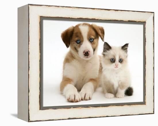 Blue-Eyed Red Merle Border Collie Puppy with Birman-Cross Kitten, Blue Eyes-Jane Burton-Framed Premier Image Canvas