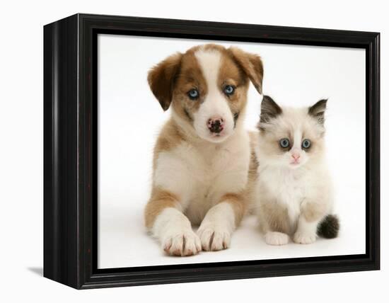 Blue-Eyed Red Merle Border Collie Puppy with Birman-Cross Kitten, Blue Eyes-Jane Burton-Framed Premier Image Canvas