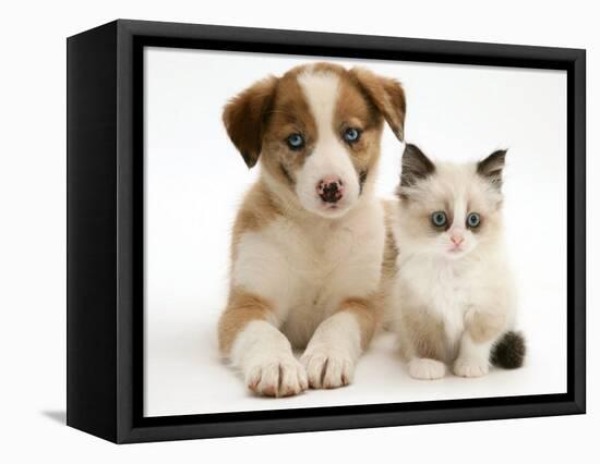 Blue-Eyed Red Merle Border Collie Puppy with Birman-Cross Kitten, Blue Eyes-Jane Burton-Framed Premier Image Canvas