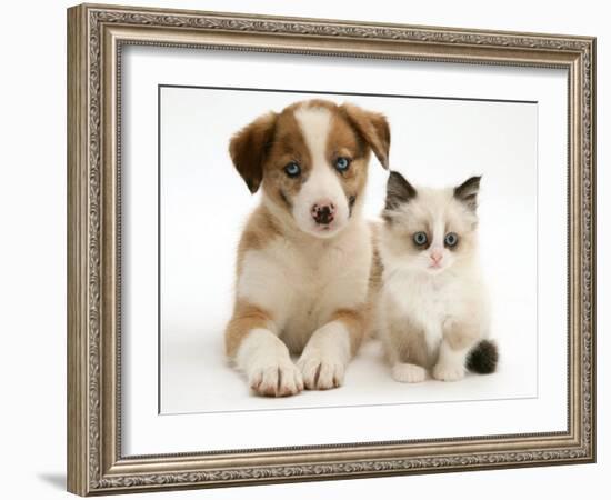 Blue-Eyed Red Merle Border Collie Puppy with Birman-Cross Kitten, Blue Eyes-Jane Burton-Framed Photographic Print