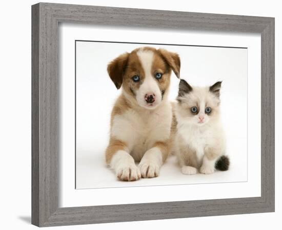 Blue-Eyed Red Merle Border Collie Puppy with Birman-Cross Kitten, Blue Eyes-Jane Burton-Framed Photographic Print