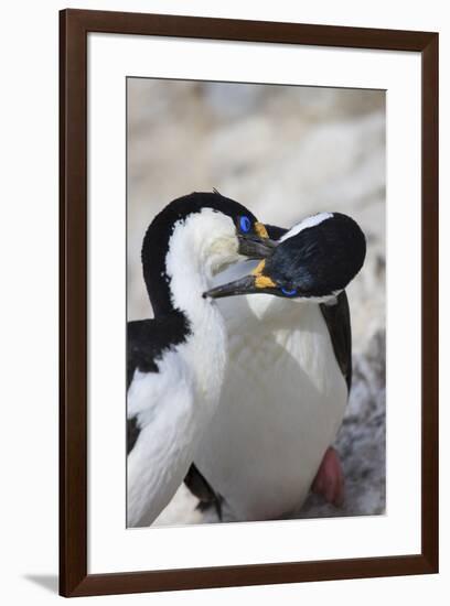 Blue-eyed shag family, Paulet Island, Antarctica-Tom Norring-Framed Photographic Print