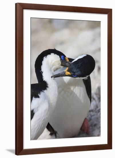 Blue-eyed shag family, Paulet Island, Antarctica-Tom Norring-Framed Photographic Print