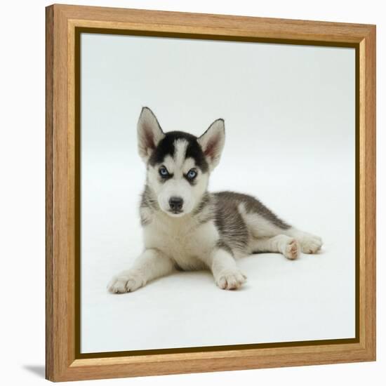 Blue-Eyed Siberian Husky Dog Puppy, 6 Weeks Old, Lying Down-Jane Burton-Framed Premier Image Canvas