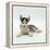 Blue-Eyed Siberian Husky Dog Puppy, 6 Weeks Old, Lying Down-Jane Burton-Framed Premier Image Canvas