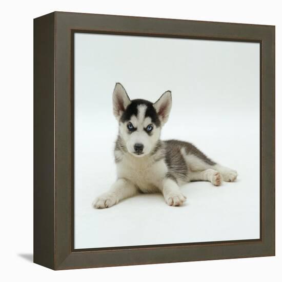 Blue-Eyed Siberian Husky Dog Puppy, 6 Weeks Old, Lying Down-Jane Burton-Framed Premier Image Canvas