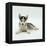 Blue-Eyed Siberian Husky Dog Puppy, 6 Weeks Old, Lying Down-Jane Burton-Framed Premier Image Canvas