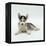 Blue-Eyed Siberian Husky Dog Puppy, 6 Weeks Old, Lying Down-Jane Burton-Framed Premier Image Canvas