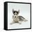 Blue-Eyed Siberian Husky Dog Puppy, 6 Weeks Old, Lying Down-Jane Burton-Framed Premier Image Canvas