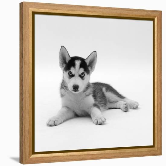 Blue-Eyed Siberian Husky Dog Puppy, 6 Weeks Old, Lying Down-Jane Burton-Framed Premier Image Canvas