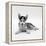 Blue-Eyed Siberian Husky Dog Puppy, 6 Weeks Old, Lying Down-Jane Burton-Framed Premier Image Canvas