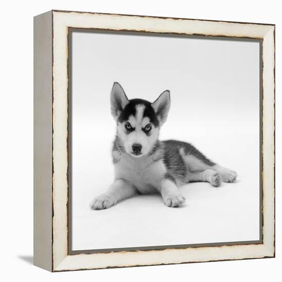 Blue-Eyed Siberian Husky Dog Puppy, 6 Weeks Old, Lying Down-Jane Burton-Framed Premier Image Canvas