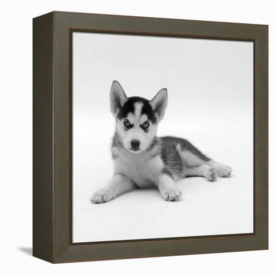 Blue-Eyed Siberian Husky Dog Puppy, 6 Weeks Old, Lying Down-Jane Burton-Framed Premier Image Canvas