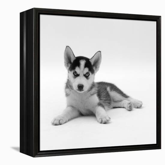 Blue-Eyed Siberian Husky Dog Puppy, 6 Weeks Old, Lying Down-Jane Burton-Framed Premier Image Canvas