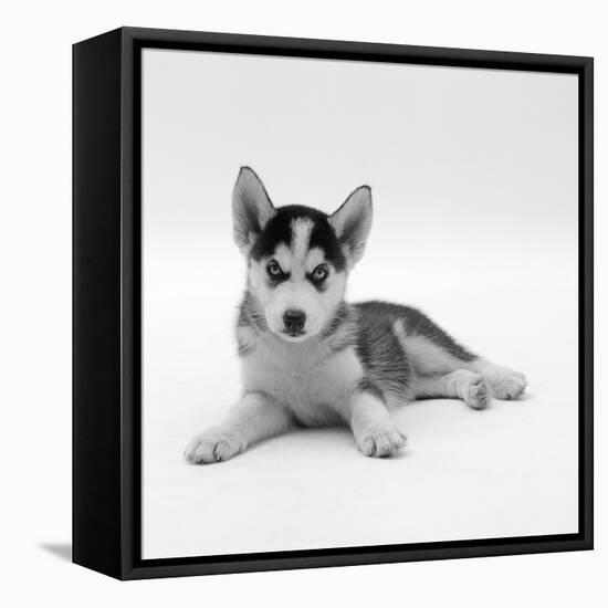 Blue-Eyed Siberian Husky Dog Puppy, 6 Weeks Old, Lying Down-Jane Burton-Framed Premier Image Canvas