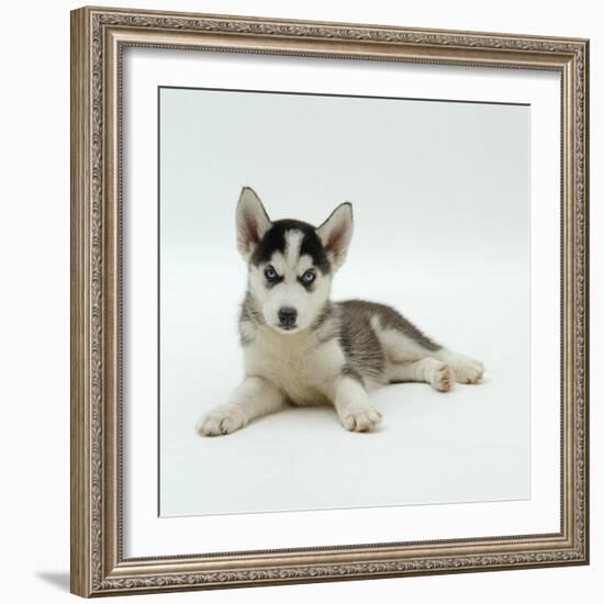 Blue-Eyed Siberian Husky Dog Puppy, 6 Weeks Old, Lying Down-Jane Burton-Framed Photographic Print