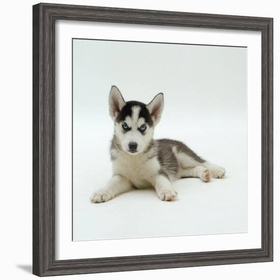 Blue-Eyed Siberian Husky Dog Puppy, 6 Weeks Old, Lying Down-Jane Burton-Framed Photographic Print