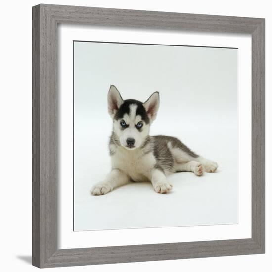 Blue-Eyed Siberian Husky Dog Puppy, 6 Weeks Old, Lying Down-Jane Burton-Framed Photographic Print