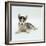 Blue-Eyed Siberian Husky Dog Puppy, 6 Weeks Old, Lying Down-Jane Burton-Framed Photographic Print