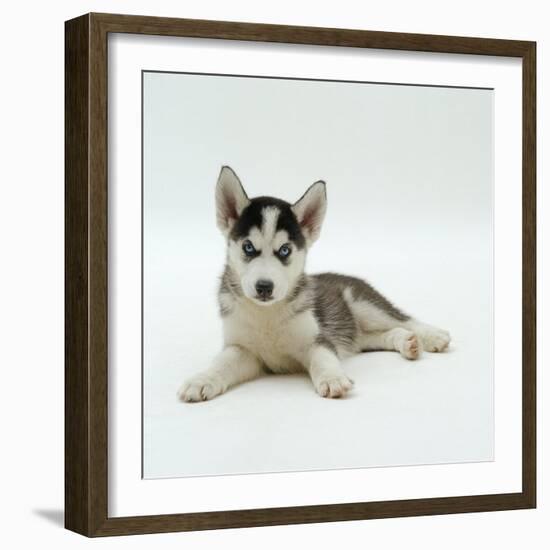 Blue-Eyed Siberian Husky Dog Puppy, 6 Weeks Old, Lying Down-Jane Burton-Framed Photographic Print