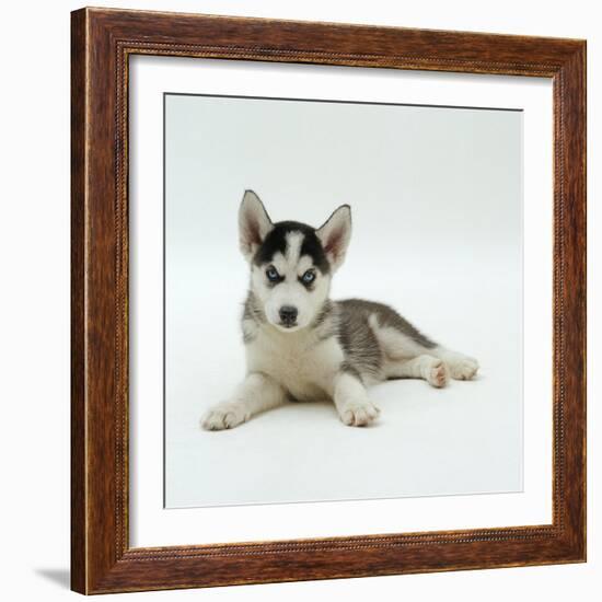 Blue-Eyed Siberian Husky Dog Puppy, 6 Weeks Old, Lying Down-Jane Burton-Framed Photographic Print