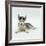 Blue-Eyed Siberian Husky Dog Puppy, 6 Weeks Old, Lying Down-Jane Burton-Framed Photographic Print