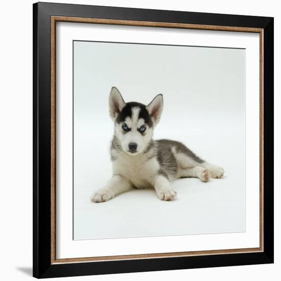 Blue-Eyed Siberian Husky Dog Puppy, 6 Weeks Old, Lying Down-Jane Burton-Framed Photographic Print