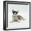 Blue-Eyed Siberian Husky Dog Puppy, 6 Weeks Old, Lying Down-Jane Burton-Framed Photographic Print