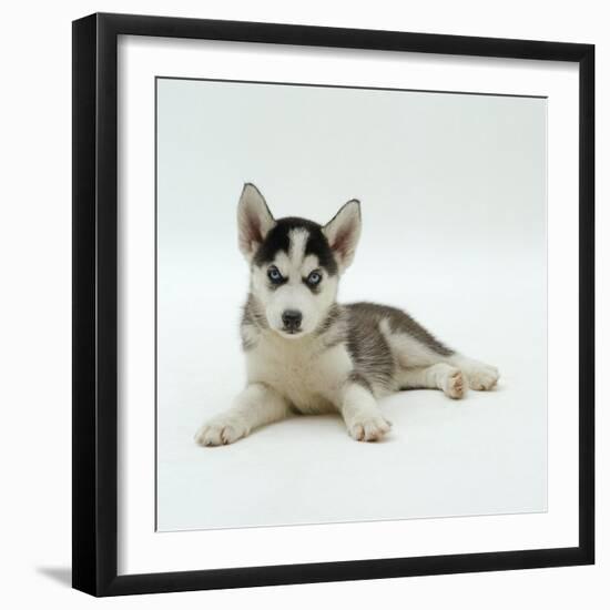 Blue-Eyed Siberian Husky Dog Puppy, 6 Weeks Old, Lying Down-Jane Burton-Framed Photographic Print