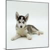 Blue-Eyed Siberian Husky Dog Puppy, 6 Weeks Old, Lying Down-Jane Burton-Mounted Photographic Print