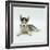 Blue-Eyed Siberian Husky Dog Puppy, 6 Weeks Old, Lying Down-Jane Burton-Framed Photographic Print