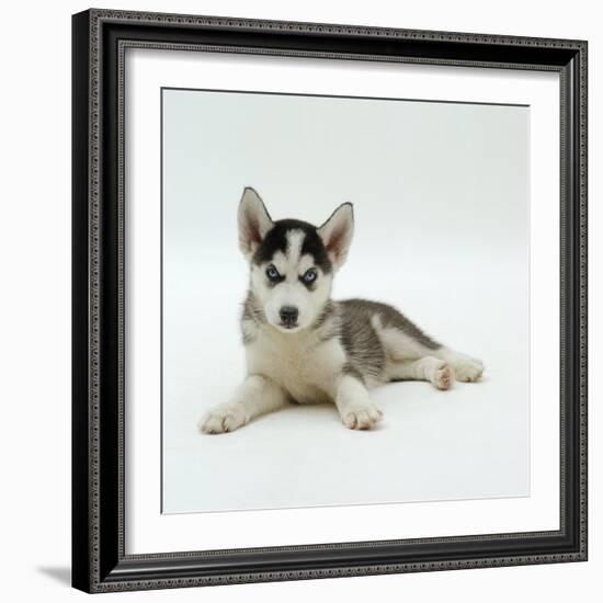 Blue-Eyed Siberian Husky Dog Puppy, 6 Weeks Old, Lying Down-Jane Burton-Framed Photographic Print