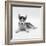 Blue-Eyed Siberian Husky Dog Puppy, 6 Weeks Old, Lying Down-Jane Burton-Framed Photographic Print