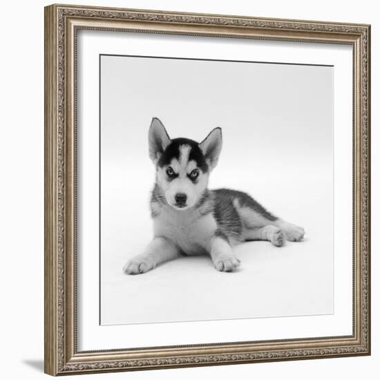 Blue-Eyed Siberian Husky Dog Puppy, 6 Weeks Old, Lying Down-Jane Burton-Framed Photographic Print