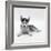 Blue-Eyed Siberian Husky Dog Puppy, 6 Weeks Old, Lying Down-Jane Burton-Framed Photographic Print