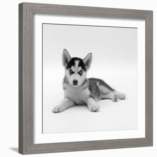 Blue-Eyed Siberian Husky Dog Puppy, 6 Weeks Old, Lying Down-Jane Burton-Framed Photographic Print