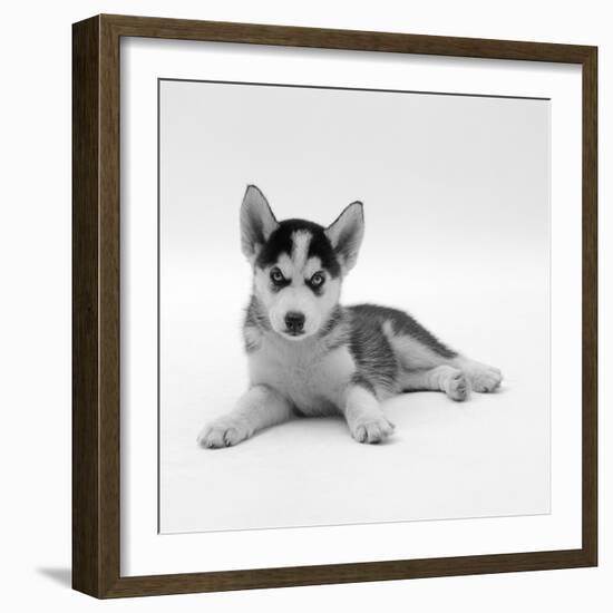 Blue-Eyed Siberian Husky Dog Puppy, 6 Weeks Old, Lying Down-Jane Burton-Framed Photographic Print