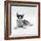 Blue-Eyed Siberian Husky Dog Puppy, 6 Weeks Old, Lying Down-Jane Burton-Framed Photographic Print