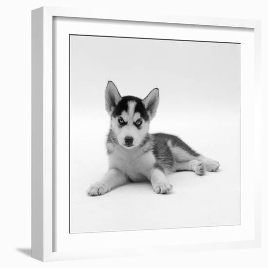 Blue-Eyed Siberian Husky Dog Puppy, 6 Weeks Old, Lying Down-Jane Burton-Framed Photographic Print