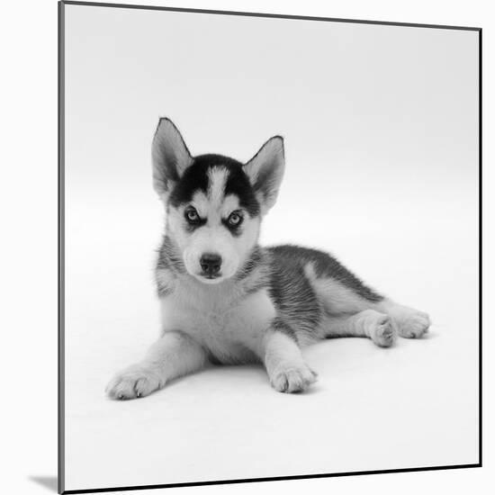 Blue-Eyed Siberian Husky Dog Puppy, 6 Weeks Old, Lying Down-Jane Burton-Mounted Photographic Print